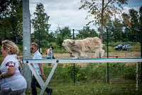 AGILITY COMPIEGNE - DIPSIE -4 : 2016, 6 Août 2016, COMPIEGNE, Catégorie B, DIPSIE, Open