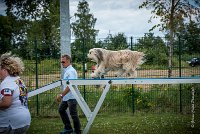 AGILITY COMPIEGNE - DIPSIE -5 : 2016, 6 Août 2016, COMPIEGNE, Catégorie B, DIPSIE, Open