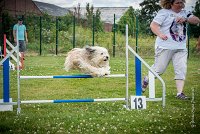 AGILITY COMPIEGNE - DIPSIE -6 : 2016, 6 Août 2016, COMPIEGNE, Catégorie B, DIPSIE, Open