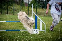 AGILITY COMPIEGNE - DIPSIE -7 : 2016, 6 Août 2016, COMPIEGNE, Catégorie B, DIPSIE, Open