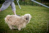 AGILITY COMPIEGNE - DIPSIE -8 : 2016, 6 Août 2016, COMPIEGNE, Catégorie B, DIPSIE, Open