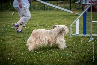 AGILITY COMPIEGNE - DIPSIE -9 : 2016, 6 Août 2016, COMPIEGNE, Catégorie B, DIPSIE, Open