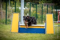 AGILITY COMPIEGNE - ELENKA -1 : 2016, 6 Août 2016, COMPIEGNE, Catégorie D, ELENKA, Open