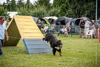 AGILITY COMPIEGNE - ELENKA -11 : 2016, 6 Août 2016, COMPIEGNE, Catégorie D, ELENKA, Open