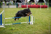 AGILITY COMPIEGNE - ELENKA -12 : 2016, 6 Août 2016, COMPIEGNE, Catégorie D, ELENKA, Open