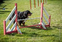 AGILITY COMPIEGNE - ELENKA -15 : 2016, 2ème degré, 6 Août 2016, COMPIEGNE, Catégorie D, ELENKA