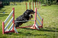 AGILITY COMPIEGNE - ELENKA -16 : 2016, 2ème degré, 6 Août 2016, COMPIEGNE, Catégorie D, ELENKA