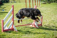 AGILITY COMPIEGNE - ELENKA -17 : 2016, 2ème degré, 6 Août 2016, COMPIEGNE, Catégorie D, ELENKA