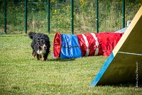 AGILITY COMPIEGNE - ELENKA -18 : 2016, 2ème degré, 6 Août 2016, COMPIEGNE, Catégorie D, ELENKA