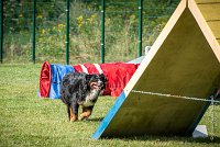 AGILITY COMPIEGNE - ELENKA -19 : 2016, 2ème degré, 6 Août 2016, COMPIEGNE, Catégorie D, ELENKA