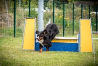 AGILITY COMPIEGNE - ELENKA -2 : 2016, 6 Août 2016, COMPIEGNE, Catégorie D, ELENKA, Open