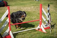 AGILITY COMPIEGNE - ELENKA -23 : 2016, 2ème degré, 6 Août 2016, COMPIEGNE, Catégorie D, ELENKA