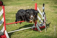 AGILITY COMPIEGNE - ELENKA -24 : 2016, 2ème degré, 6 Août 2016, COMPIEGNE, Catégorie D, ELENKA