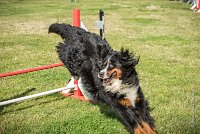 AGILITY COMPIEGNE - ELENKA -25 : 2016, 2ème degré, 6 Août 2016, COMPIEGNE, Catégorie D, ELENKA