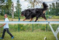 AGILITY COMPIEGNE - ELENKA -4 : 2016, 6 Août 2016, COMPIEGNE, Catégorie D, ELENKA, Open