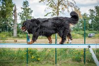 AGILITY COMPIEGNE - ELENKA -5 : 2016, 6 Août 2016, COMPIEGNE, Catégorie D, ELENKA, Open