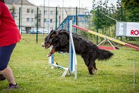 AGILITY COMPIEGNE - ELENKA -6 : 2016, 6 Août 2016, COMPIEGNE, Catégorie D, ELENKA, Open