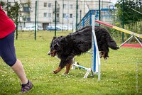 AGILITY COMPIEGNE - ELENKA -7 : 2016, 6 Août 2016, COMPIEGNE, Catégorie D, ELENKA, Open