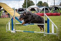 AGILITY COMPIEGNE - ELENKA -8 : 2016, 6 Août 2016, COMPIEGNE, Catégorie D, ELENKA, Open