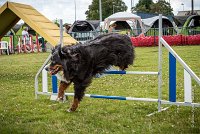 AGILITY COMPIEGNE - ELENKA -9 : 2016, 6 Août 2016, COMPIEGNE, Catégorie D, ELENKA, Open