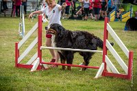 AGILITY COMPIEGNE - HEIDI -8 : 2016, 6 Août 2016, COMPIEGNE, Catégorie D, HEIDI, Open