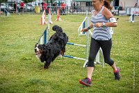 AGILITY COMPIEGNE - HOLLY -10 : 2016, 6 Août 2016, COMPIEGNE, Catégorie D, HOLLY, Open