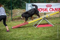 AGILITY COMPIEGNE - HOLLY -11 : 2016, 6 Août 2016, COMPIEGNE, Catégorie D, HOLLY, Open