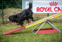 AGILITY COMPIEGNE - HOLLY -12 : 2016, 6 Août 2016, COMPIEGNE, Catégorie D, HOLLY, Open