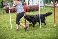 AGILITY COMPIEGNE - HOLLY -13 : 2016, 6 Août 2016, COMPIEGNE, Catégorie D, HOLLY, Open