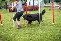 AGILITY COMPIEGNE - HOLLY -14 : 2016, 6 Août 2016, COMPIEGNE, Catégorie D, HOLLY, Open