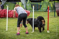 AGILITY COMPIEGNE - HOLLY -15 : 2016, 6 Août 2016, COMPIEGNE, Catégorie D, HOLLY, Open