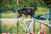 AGILITY COMPIEGNE - HOLLY -17 : 1er degré, 2016, 6 Août 2016, COMPIEGNE, Catégorie D, HOLLY