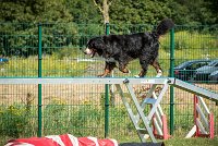 AGILITY COMPIEGNE - HOLLY -18 : 1er degré, 2016, 6 Août 2016, COMPIEGNE, Catégorie D, HOLLY