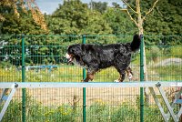 AGILITY COMPIEGNE - HOLLY -19 : 1er degré, 2016, 6 Août 2016, COMPIEGNE, Catégorie D, HOLLY