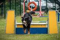 AGILITY COMPIEGNE - HOLLY -2 : 2016, 6 Août 2016, COMPIEGNE, Catégorie D, HOLLY, Open