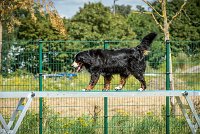 AGILITY COMPIEGNE - HOLLY -20 : 1er degré, 2016, 6 Août 2016, COMPIEGNE, Catégorie D, HOLLY