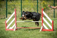 AGILITY COMPIEGNE - HOLLY -21 : 1er degré, 2016, 6 Août 2016, COMPIEGNE, Catégorie D, HOLLY