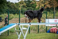 AGILITY COMPIEGNE - HOLLY -3 : 2016, 6 Août 2016, COMPIEGNE, Catégorie D, HOLLY, Open