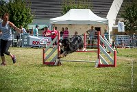 AGILITY COMPIEGNE - HOLLY -32 : 1er degré, 2016, 6 Août 2016, COMPIEGNE, Catégorie D, HOLLY