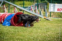 AGILITY COMPIEGNE - HOLLY -36 : 1er degré, 2016, 6 Août 2016, COMPIEGNE, Catégorie D, HOLLY