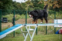 AGILITY COMPIEGNE - HOLLY -4 : 2016, 6 Août 2016, COMPIEGNE, Catégorie D, HOLLY, Open