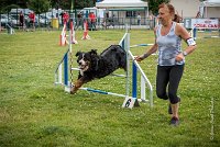 AGILITY COMPIEGNE - HOLLY -9 : 2016, 6 Août 2016, COMPIEGNE, Catégorie D, HOLLY, Open