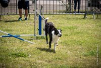 AGILITY COMPIEGNE - CAT C - JB -1 : 2016, 6 Août 2016, COMPIEGNE, Catégorie C, JB, Open