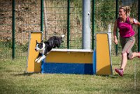 AGILITY COMPIEGNE - CAT C - JB -13 : 1er degré, 2016, 6 Août 2016, COMPIEGNE, Catégorie C, JB