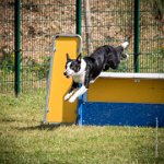 AGILITY COMPIEGNE - CAT C - JB -14 : 1er degré, 1x1, 2016, 6 Août 2016, COMPIEGNE, Catégorie C, JB