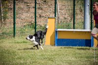 AGILITY COMPIEGNE - CAT C - JB -15 : 1er degré, 2016, 6 Août 2016, COMPIEGNE, Catégorie C, JB