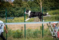 AGILITY COMPIEGNE - CAT C - JB -16 : 1er degré, 2016, 6 Août 2016, COMPIEGNE, Catégorie C, JB