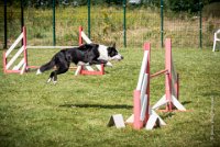 AGILITY COMPIEGNE - CAT C - JB -18 : 1er degré, 2016, 6 Août 2016, COMPIEGNE, Catégorie C, JB