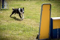 AGILITY COMPIEGNE - CAT C - JB -2 : 2016, 6 Août 2016, COMPIEGNE, Catégorie C, JB, Open