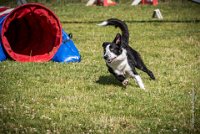 AGILITY COMPIEGNE - CAT C - JB -20 : 1er degré, 2016, 6 Août 2016, COMPIEGNE, Catégorie C, JB